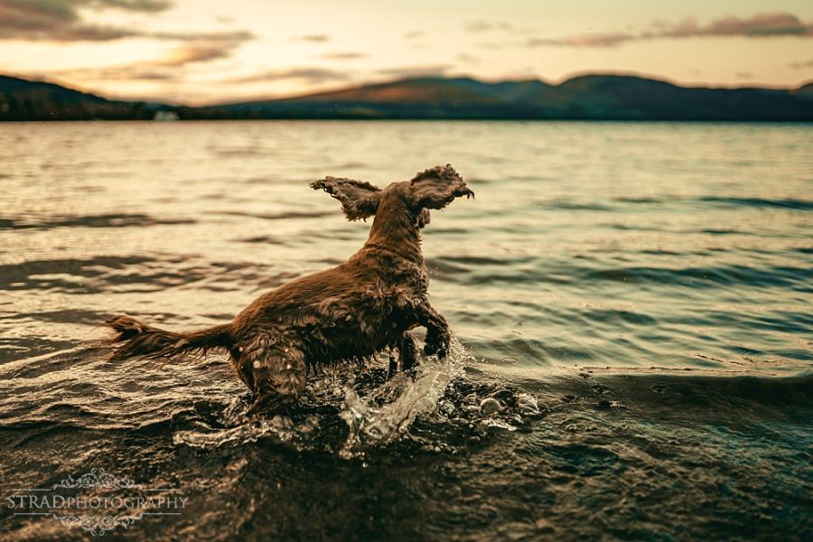 Dog jumps in the water