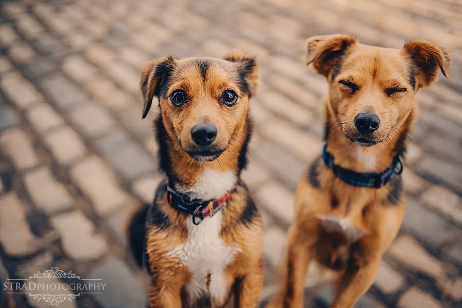 Couple with dogs photography Glasgow