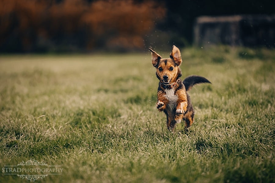 Couple with dogs photography Glasgow