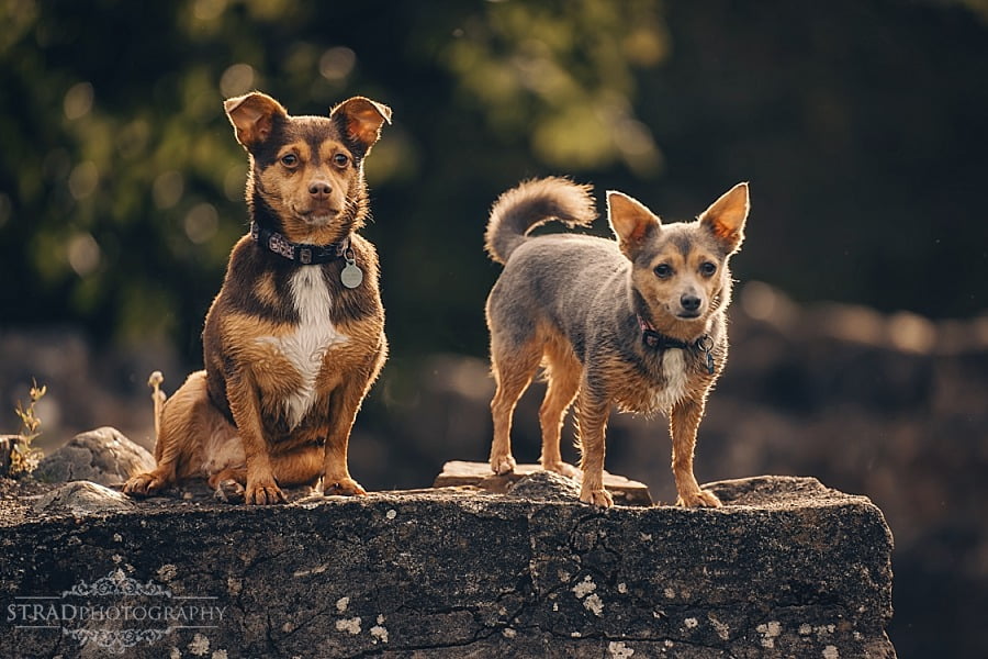 Couple with dogs photography Glasgow