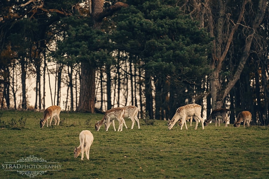 Culzean Castle family photography Ayrshire