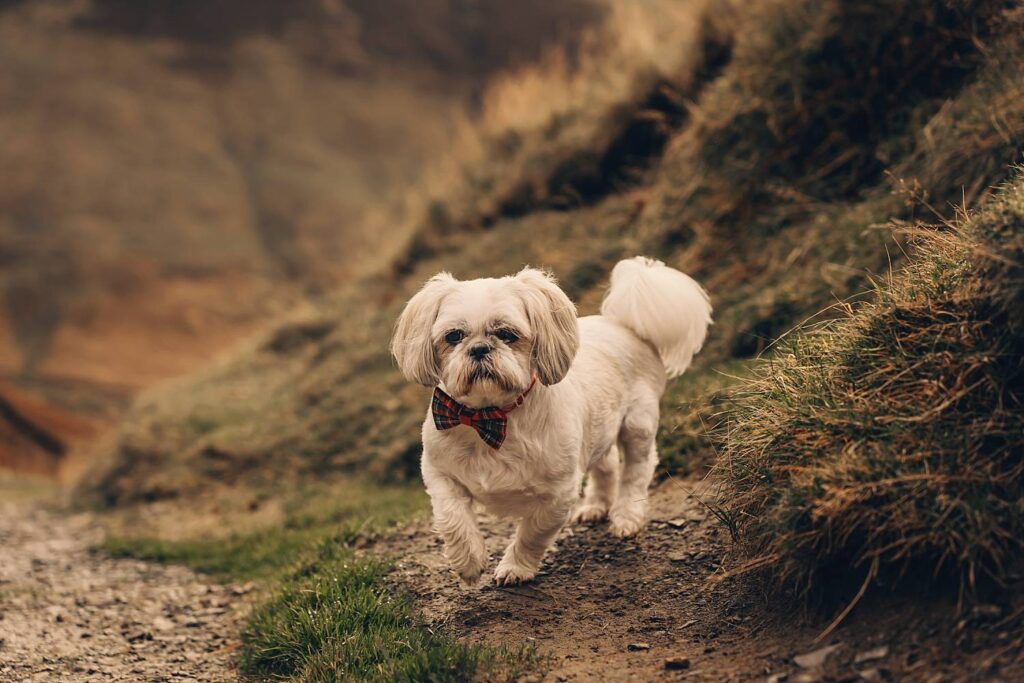Small dog wearing a bow tie.