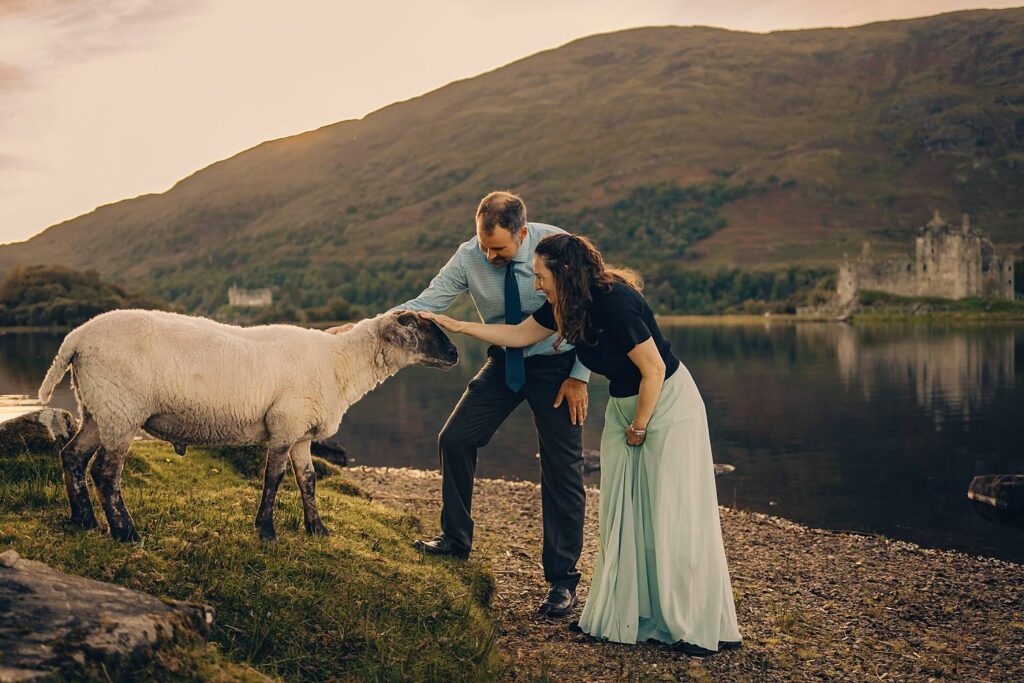 Couple interacting with a sheep.