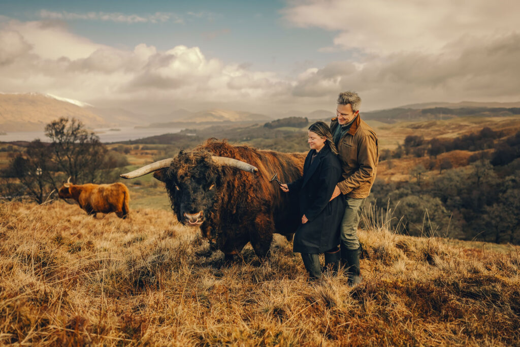Highland bull Angus enjoying brushing session in outdoor field